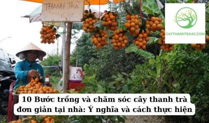 10 Bước trồng và chăm sóc cây thanh trà đơn giản tại nhà Ý nghĩa và cách thực hiện