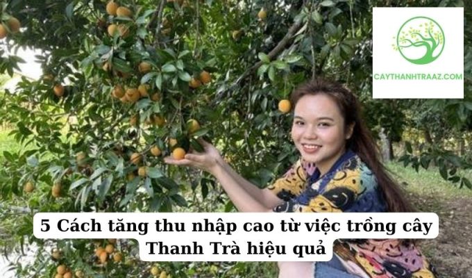 5 Cách tăng thu nhập cao từ việc trồng cây Thanh Trà hiệu quả