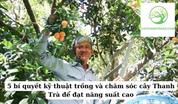 5 bí quyết kỹ thuật trồng và chăm sóc cây Thanh Trà để đạt năng suất cao