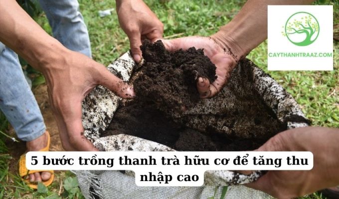 5 bước trồng thanh trà hữu cơ để tăng thu nhập cao