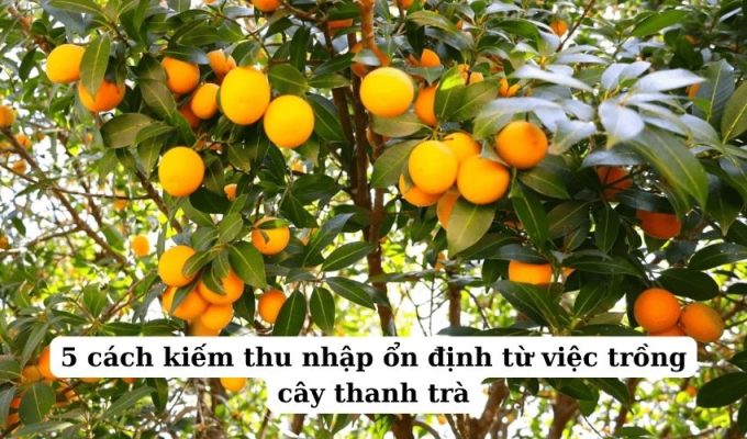 5 cách kiếm thu nhập ổn định từ việc trồng cây thanh trà