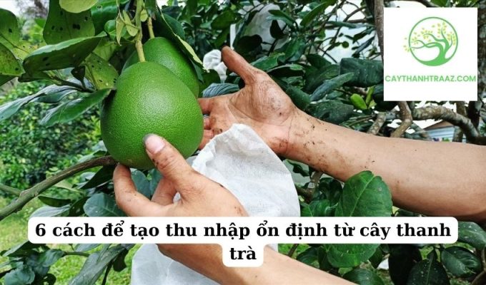 6 cách để tạo thu nhập ổn định từ cây thanh trà