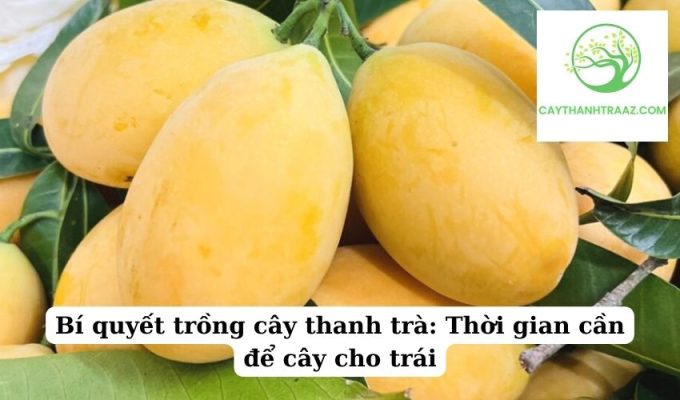 Bí quyết trồng cây thanh trà Thời gian cần để cây cho trái