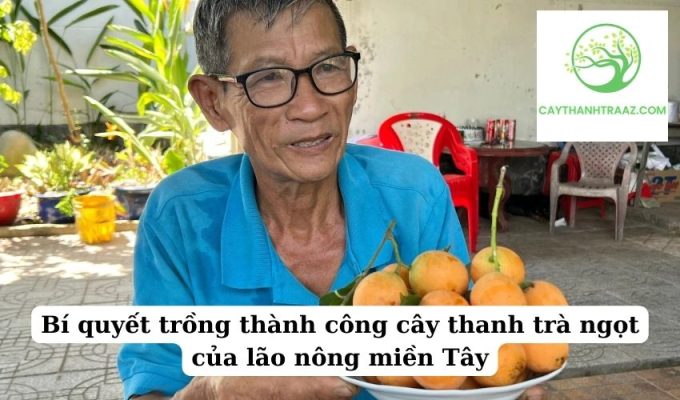 Bí quyết trồng thành công cây thanh trà ngọt của lão nông miền Tây