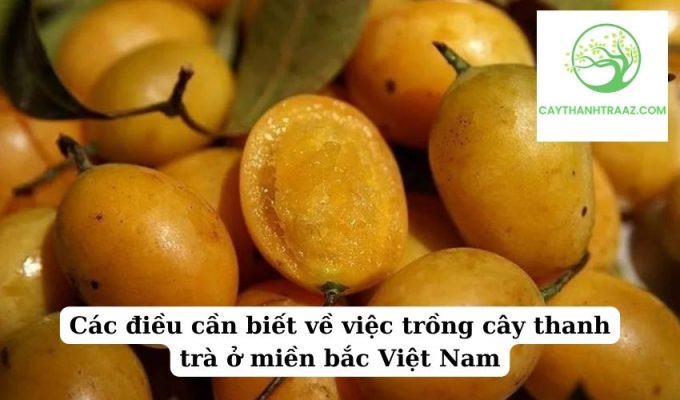 Các điều cần biết về việc trồng cây thanh trà ở miền bắc Việt Nam