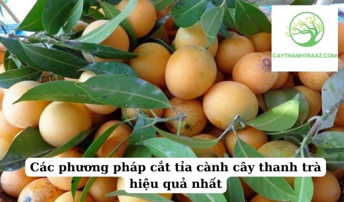 Các phương pháp cắt tỉa cành cây thanh trà hiệu quả nhất