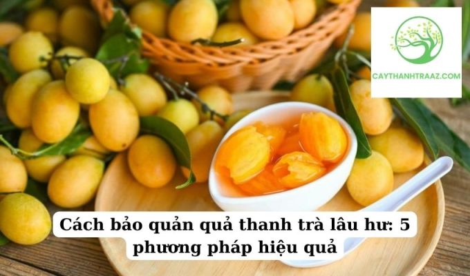 Cách bảo quản quả thanh trà lâu hư 5 phương pháp hiệu quả