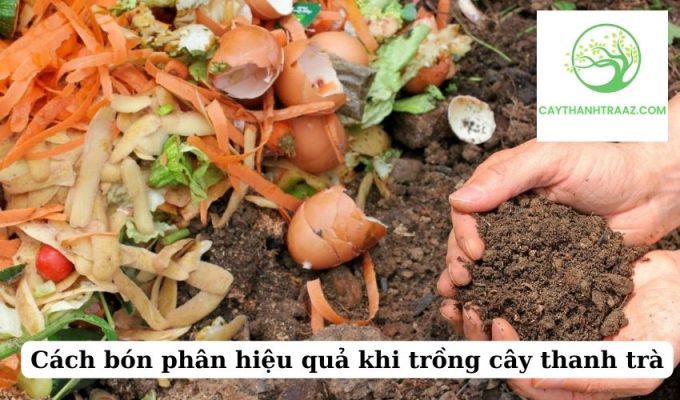 Cách bón phân hiệu quả khi trồng cây thanh trà