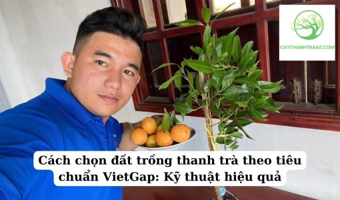 Cách chọn đất trồng thanh trà theo tiêu chuẩn VietGap Kỹ thuật hiệu quả