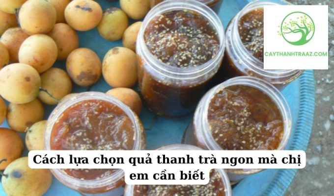 Cách lựa chọn quả thanh trà ngon mà chị em cần biết