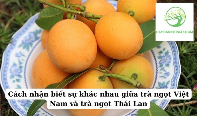 Cách nhận biết sự khác nhau giữa trà ngọt Việt Nam và trà ngọt Thái Lan