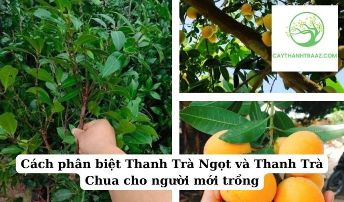 Cách phân biệt Thanh Trà Ngọt và Thanh Trà Chua cho người mới trồng