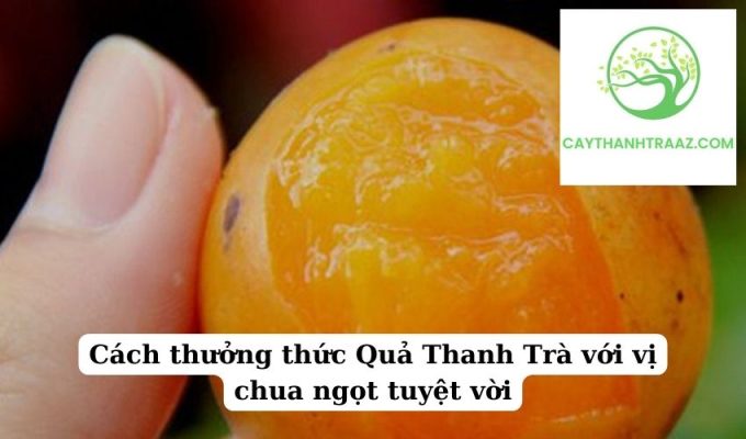 Cách thưởng thức Quả Thanh Trà với vị chua ngọt tuyệt vời