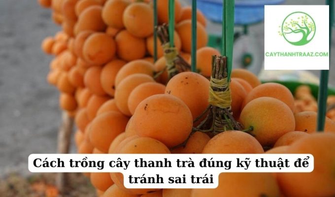 Cách trồng cây thanh trà đúng kỹ thuật để tránh sai trái