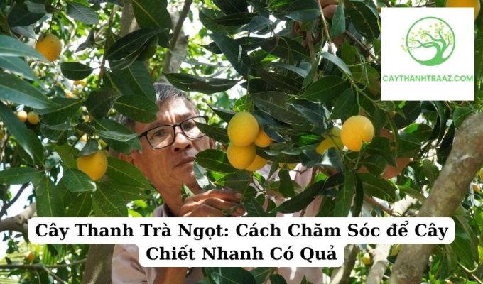 Cây Thanh Trà Ngọt: Cách Chăm Sóc để Cây Chiết Nhanh Có Quả