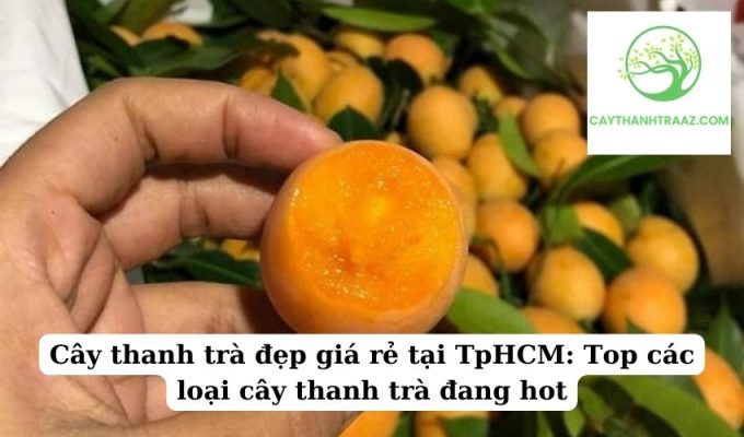 Cây thanh trà đẹp giá rẻ tại TpHCM Top các loại cây thanh trà đang hot