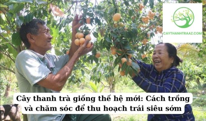 Cây thanh trà giống thế hệ mới Cách trồng và chăm sóc để thu hoạch trái siêu sớm