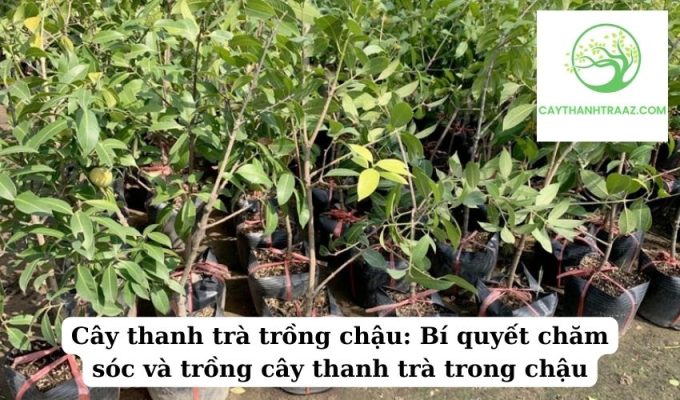 Cây thanh trà trồng chậu Bí quyết chăm sóc và trồng cây thanh trà trong chậu