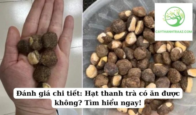 Đánh giá chi tiết Hạt thanh trà có ăn được không Tìm hiểu ngay!