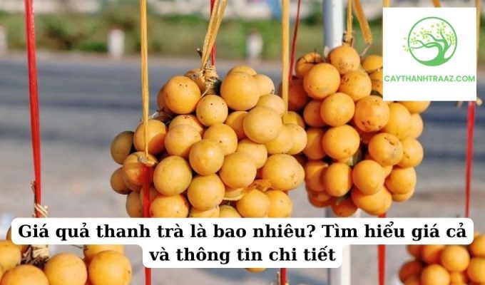 Giá quả thanh trà là bao nhiêu Tìm hiểu giá cả và thông tin chi tiết