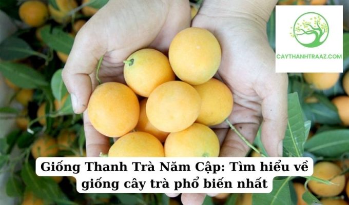 Giống Thanh Trà Năm Cập Tìm hiểu về giống cây trà phổ biến nhất