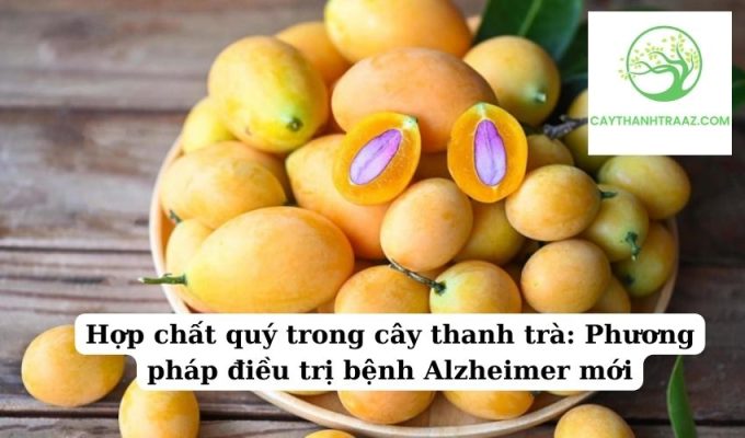 Hợp chất quý trong cây thanh trà Phương pháp điều trị bệnh Alzheimer mới