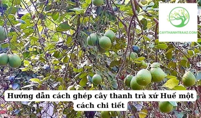 Hướng dẫn cách ghép cây thanh trà xứ Huế một cách chi tiết