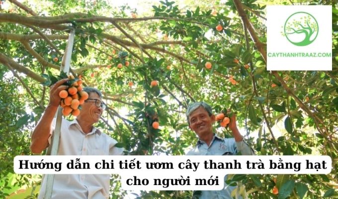 Hướng dẫn chi tiết ươm cây thanh trà bằng hạt cho người mới