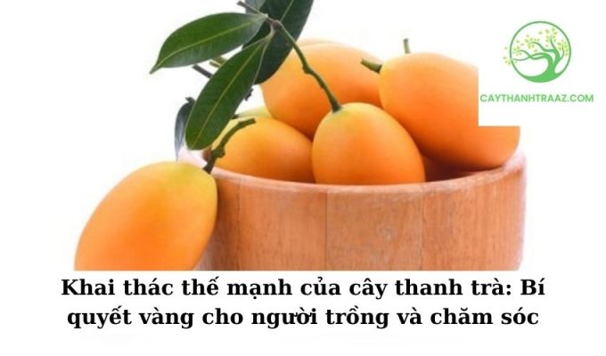 Khai thác thế mạnh của cây thanh trà Bí quyết vàng cho người trồng và chăm sóc