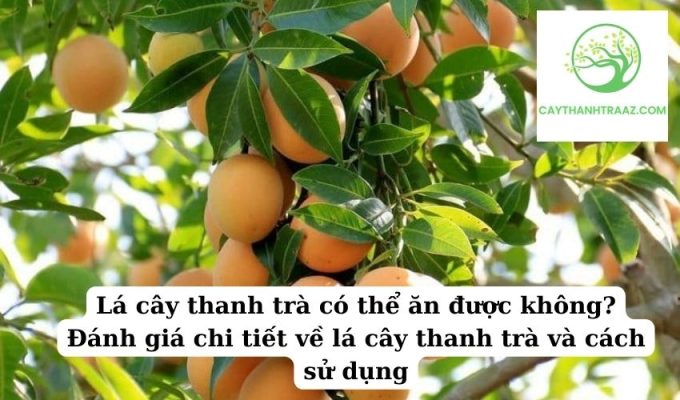 Lá cây thanh trà có thể ăn được không Đánh giá chi tiết về lá cây thanh trà và cách sử dụng