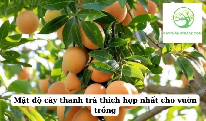 Mật độ cây thanh trà thích hợp nhất cho vườn trồng