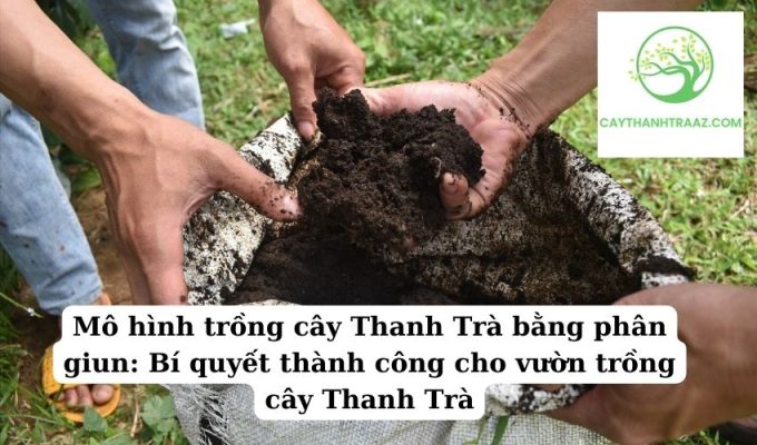 Mô hình trồng cây Thanh Trà bằng phân giun Bí quyết thành công cho vườn trồng cây Thanh Trà