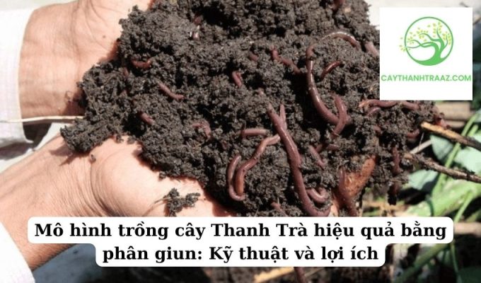 Mô hình trồng cây Thanh Trà hiệu quả bằng phân giun Kỹ thuật và lợi ích