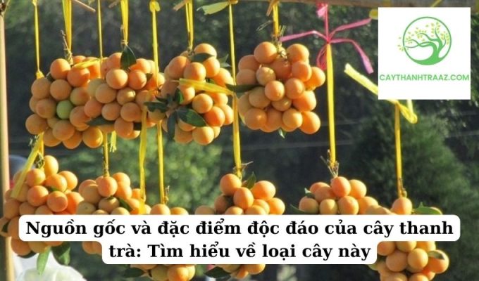 Nguồn gốc và đặc điểm độc đáo của cây thanh trà Tìm hiểu về loại cây này