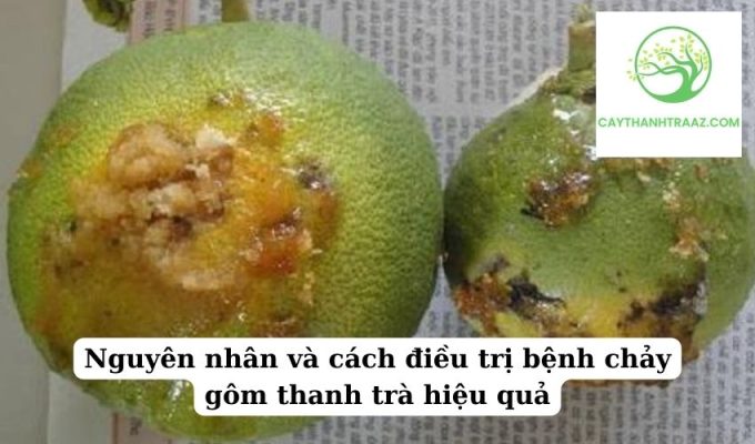 Nguyên nhân và cách điều trị bệnh chảy gôm thanh trà hiệu quả