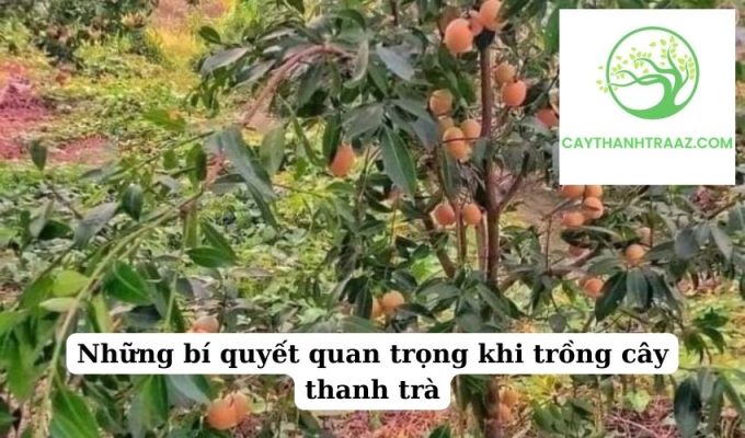 Những bí quyết quan trọng khi trồng cây thanh trà