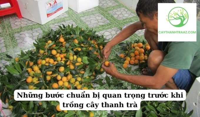 Những bước chuẩn bị quan trọng trước khi trồng cây thanh trà