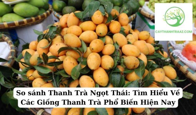 So sánh Thanh Trà Ngọt Thái Tìm Hiểu Về Các Giống Thanh Trà Phổ Biến Hiện Nay