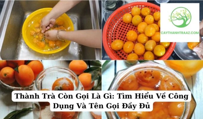 Thành Trà Còn Gọi Là Gì Tìm Hiểu Về Công Dụng Và Tên Gọi Đầy Đủ