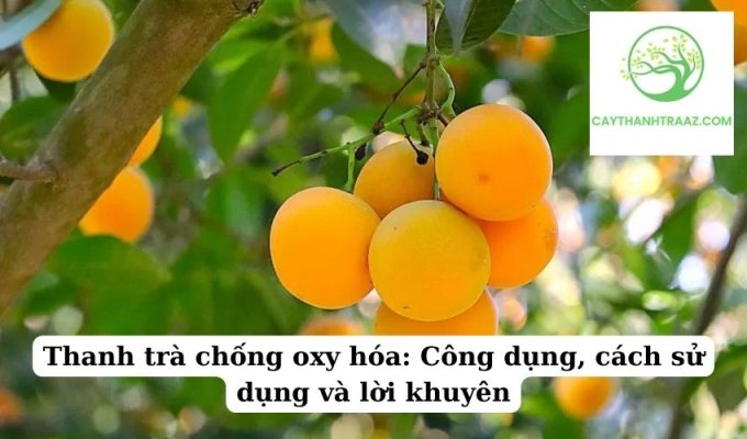 Thanh trà chống oxy hóa Công dụng, cách sử dụng và lời khuyên