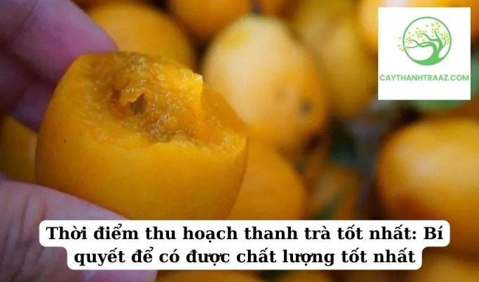 Thời điểm thu hoạch thanh trà tốt nhất Bí quyết để có được chất lượng tốt nhất