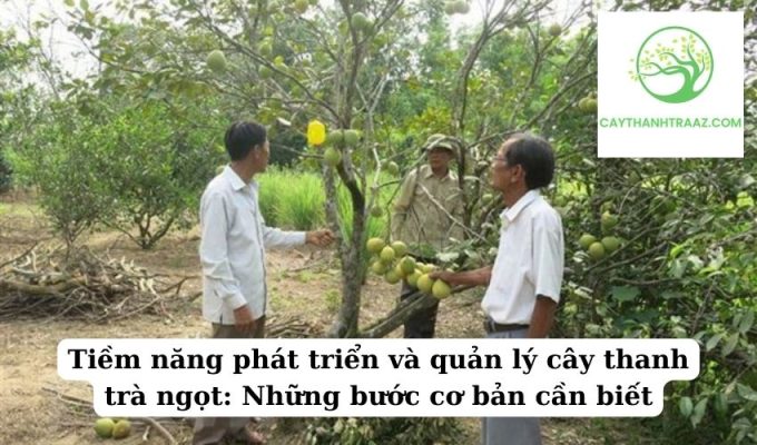 Tiềm năng phát triển và quản lý cây thanh trà ngọt Những bước cơ bản cần biết