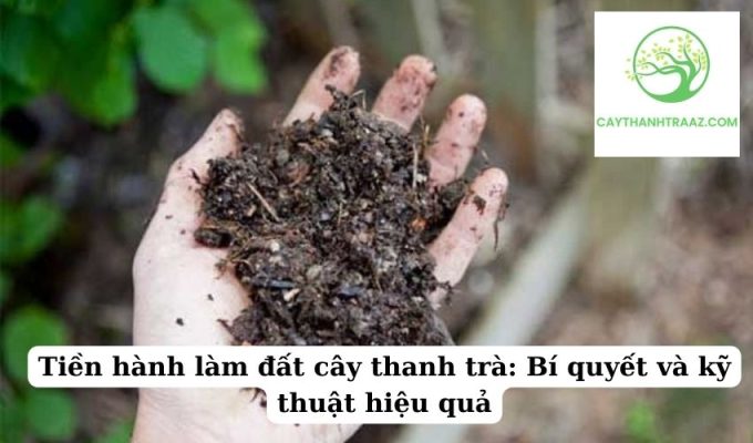 Tiền hành làm đất cây thanh trà Bí quyết và kỹ thuật hiệu quả