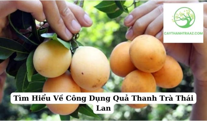 Tìm Hiểu Về Công Dụng Quả Thanh Trà Thái Lan