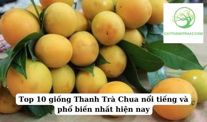 Top 10 giống Thanh Trà Chua nổi tiếng và phổ biến nhất hiện nay