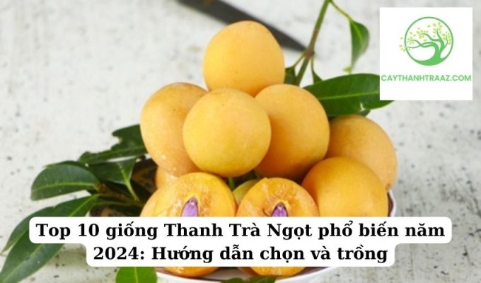 Top 10 giống Thanh Trà Ngọt phổ biến năm 2024 Hướng dẫn chọn và trồng