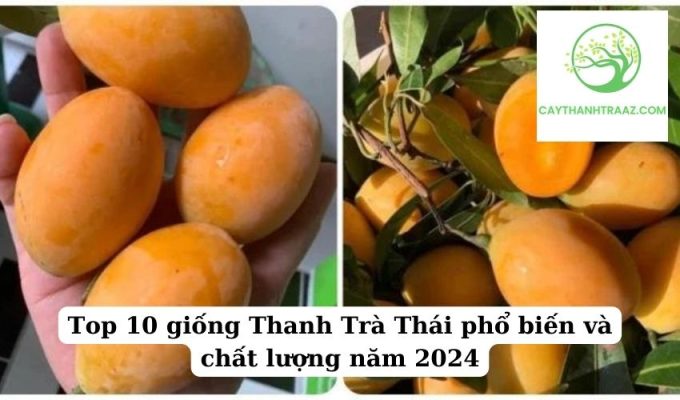 Top 10 giống Thanh Trà Thái phổ biến và chất lượng năm 2024