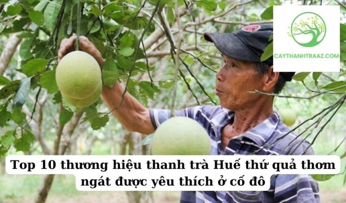 Top 10 thương hiệu thanh trà Huế thứ quả thơm ngát được yêu thích ở cố đô