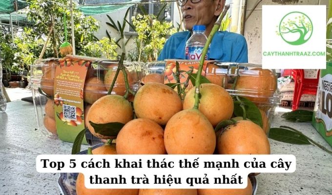 Top 5 cách khai thác thế mạnh của cây thanh trà hiệu quả nhất