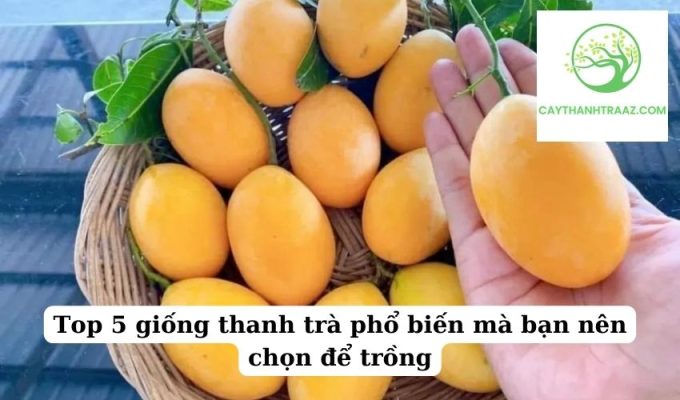 Top 5 giống thanh trà phổ biến mà bạn nên chọn để trồng